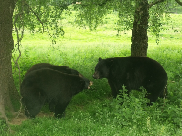 Bears at Woburn Safari Park