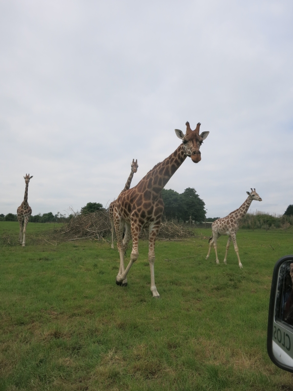 Giraffes at Woburn Safari Park
