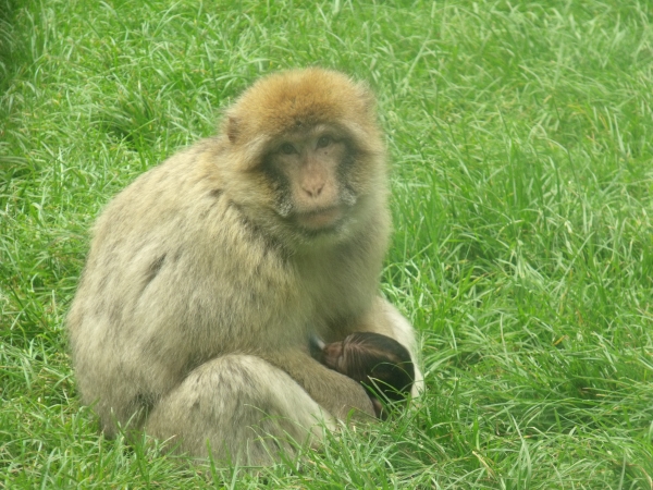 Monkey at Woburn Safari Park