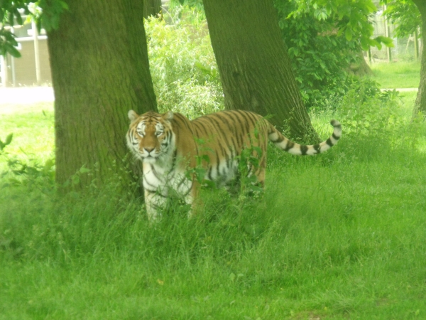 Tiger at Woburn Safari Park